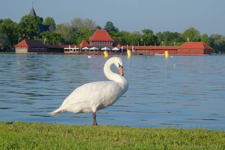 Vila Eden Palic Ngoại thất bức ảnh